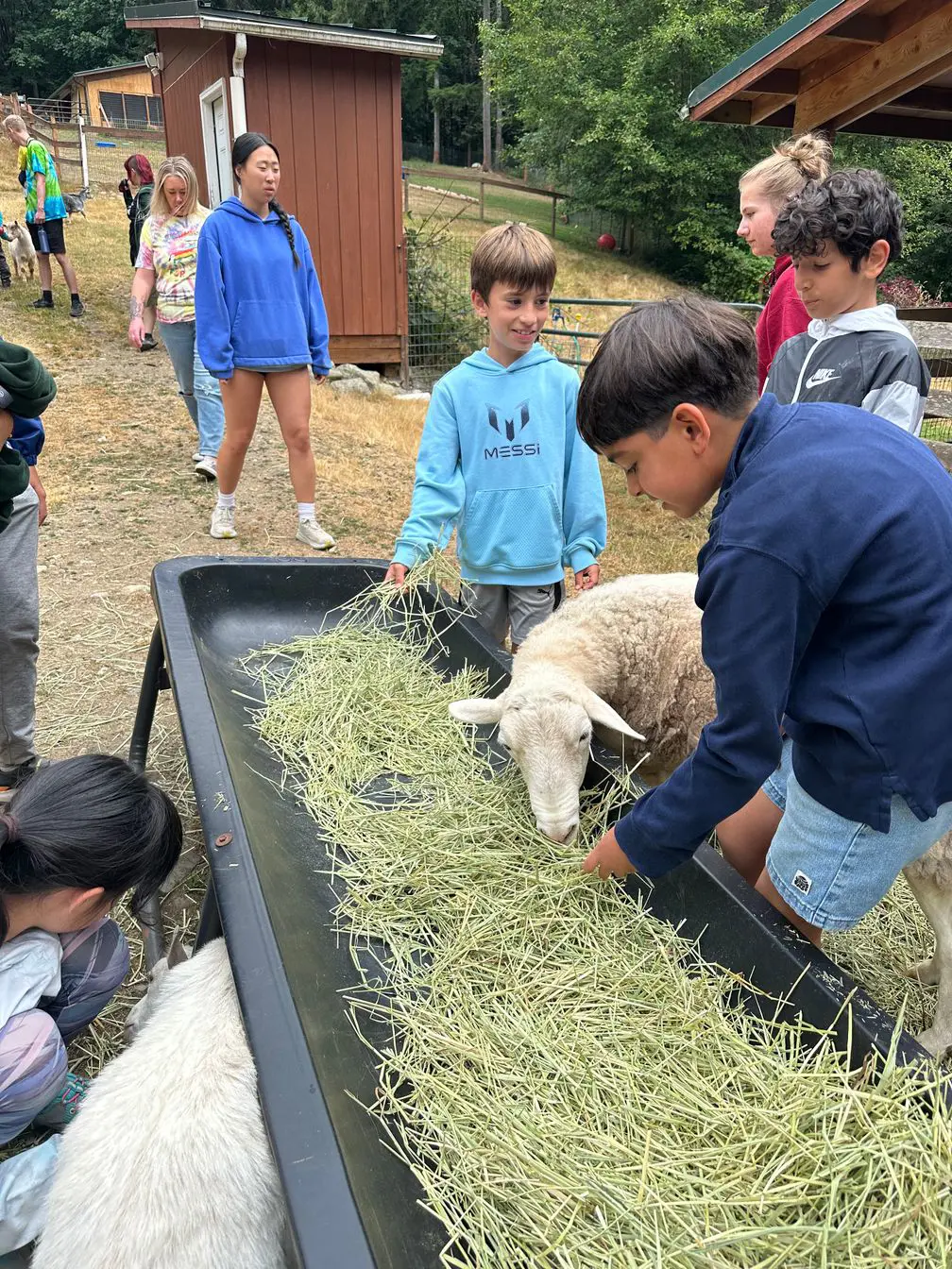 Students feeding sheep